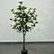 Faux Camellia Tree with Delicate Silk Flower for Garden Decor 90cm-240cm